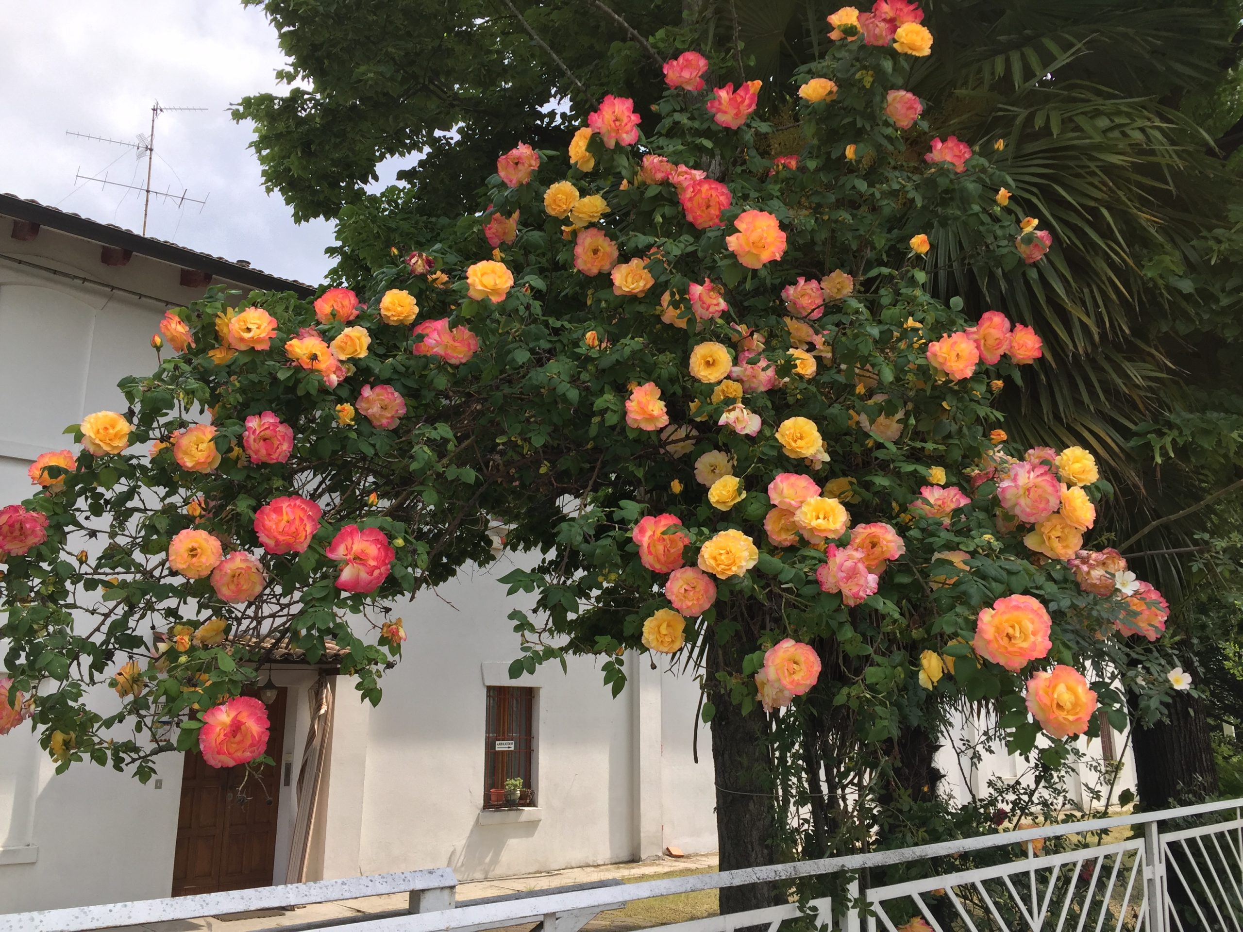 Istituto di Istruzione Superiore Lazzaro Spallanzani | Corso di Giardinaggio