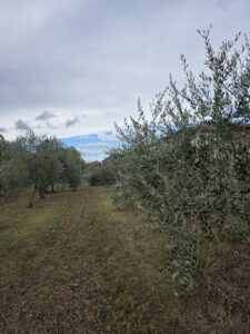 Istituto di Istruzione Superiore Lazzaro Spallanzani | Vignola, inaugurato il frantoio della Sede dell'IIS L. Spallanzani: scuola, territorio e innovazione. Istituto di Istruzione Superiore Lazzaro Spallanzani | Vignola, inaugurato il frantoio della Sede dell'IIS L. Spallanzani: scuola, territorio e innovazione.