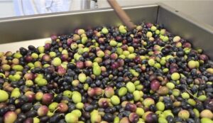 Istituto di Istruzione Superiore Lazzaro Spallanzani | Vignola, inaugurato il frantoio della Sede dell'IIS L. Spallanzani: scuola, territorio e innovazione. Istituto di Istruzione Superiore Lazzaro Spallanzani | Vignola, inaugurato il frantoio della Sede dell'IIS L. Spallanzani: scuola, territorio e innovazione.